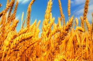 کشت بیش از ۵ میلیون هکتار گندم در کشور/ کشاورزی بایستی قراردادی شود