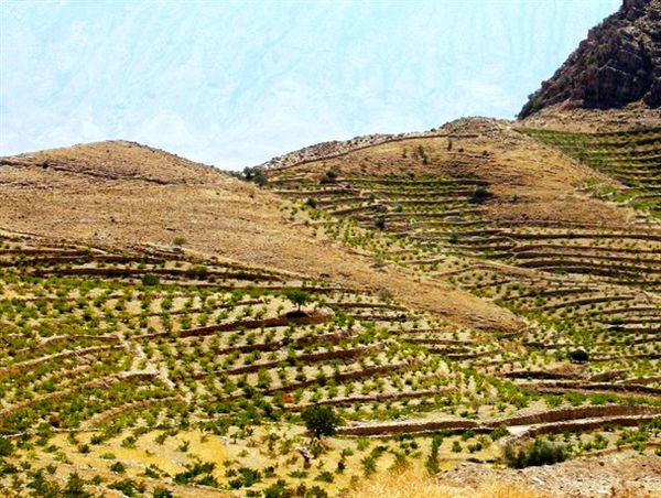 اجرای طرح توسعه باغات در ۲ هزار و ۹۰۰ هکتار از اراضی شیبدار و کم بازده لرستان