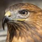 نجات یک بهله عقاب از نوع سارگپه توسط دوست داران حیات وحش در لرستان