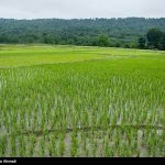 کشت ۸ هزار و ۷۳۴ هکتار برنج در لرستان