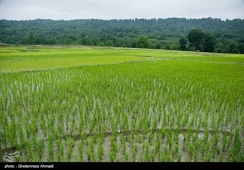 کشت  ۸ هزار و ۷۳۴ هکتار برنج در لرستان