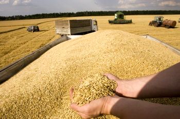 خرید ۱۲۵ هزار تن گندم مازاد بر مصرف کشاورزان لرستانی
