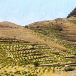 کشت بیش از ۲ هزار هکتار باغات مثمر در اراضی شیب‌دار لرستان