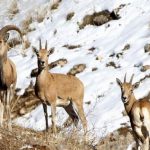 ورود گونه های جانوری به مناطق مسکونی به دلیل بارش برف