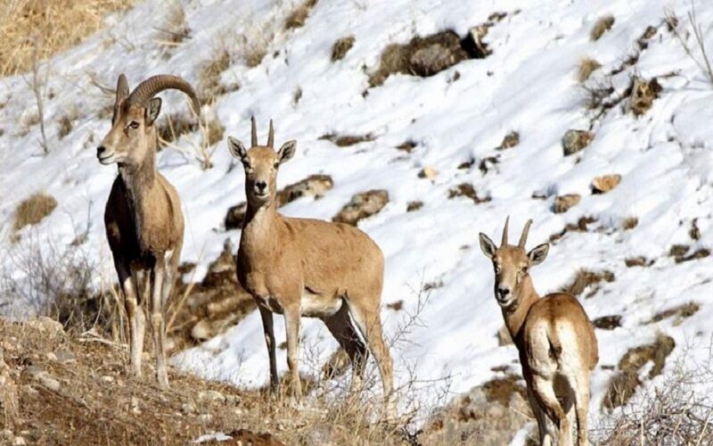 ورود گونه های جانوری به مناطق مسکونی به دلیل بارش برف