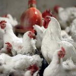ممنوعیت ورود مرغ زنده به خرم‌آباد