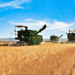 وضعیت تولید گندم در لرستان به ویژه در مزارع 4 شهرستان ممتاز است