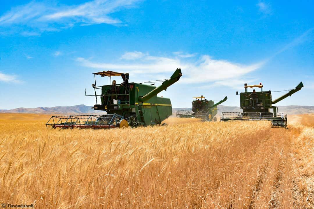 وضعیت تولید گندم در لرستان به ویژه در مزارع 4 شهرستان ممتاز است