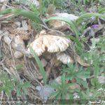 رویش قارچ در طبیعت زیبای هشتادپهلوی خرم آباد