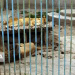 داستان دنباله‌دار بلاتکلیفی باغ‌وحش خرم‌آباد
