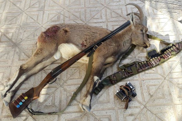 شکارچی غیرمجاز یک رأس قوچ وحشی در ازنا دستگیر شد