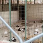 باغ‌وحش یا شکنجه‌گاه حیوانات؛ بلاتکلیفی باغ وحش خرم‌آباد پایان ندارد