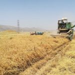 پیش‌بینی برداشت بیش از ۵۸ هزار تن نخود از مزارع لرستان