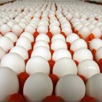 سالانه کمتر از 10 هزار تن تخم مرغ در لرستان تولید می‌شود