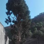 ثبت درخت افسانه‌ای اَوِرس لرستان در فهرست آثار ملی