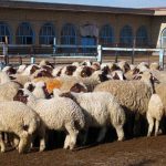 کشف ۲۴۰ راس گوسفند در مسیر خروج از کشور