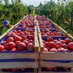 سالانه ۴۸ هزار تُن سیب در بروجرد تولید می‌شود