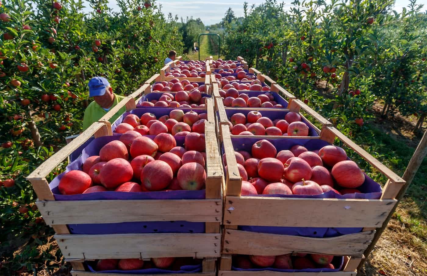 برداشت ۶۸ هزار تن سیب از باغات استان لرستان
