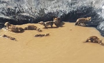 نجات 11 قلاده روباه گرفتار دریک منبع ذخیره آب کشاورزی در الیگودرز