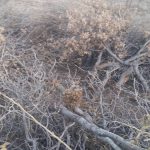 ماجرای قلع‌ و قمع درختان بلوط در مجتمع کشت و صنعت/منابع طبیعی: فقط شاخه‌های خشک هرس شدند