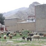 تخریب کلیه جایگاه های کشتار و عرضه غیر بهداشتی دام در خرم آباد