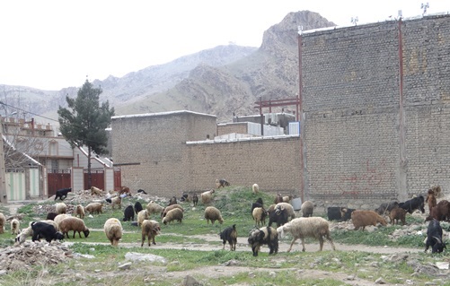 تخریب کلیه جایگاه های کشتار و عرضه غیر بهداشتی دام در خرم آباد