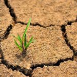 خشکسالی و سرمازدگی بیش از ۹ هزار میلیارد تومان به کشاورزی لرستان خسارت زد