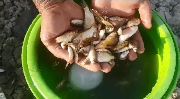 انتقال ماهی های سد خشک شده ملاطالب ازنا به سد حوضیان