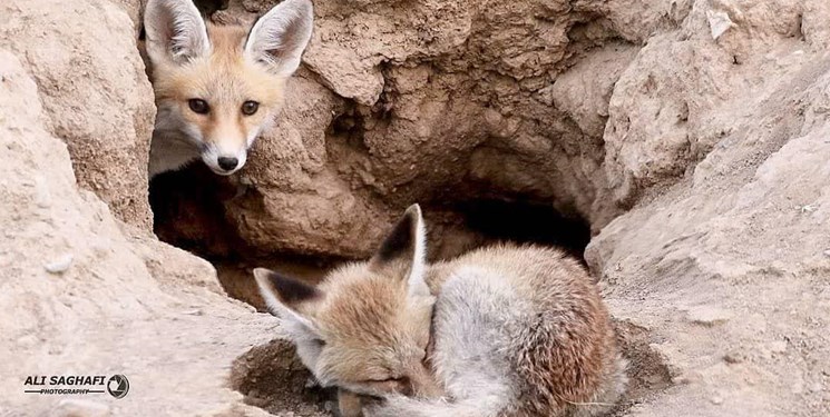 کشاورز ازنایی ۵ توله روباه سرگردان را به محیط زیست تحویل داد