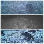 مشاهده یک قلاده خرس قهوه‌ای ماده به همراه دو توله در ارتفاعات بخش پاپی لرستان