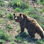 ثبت همزمان تصویر چهار قلاده خرس قهوه‌ای در منطقه حفاظت شده اشترانکوه